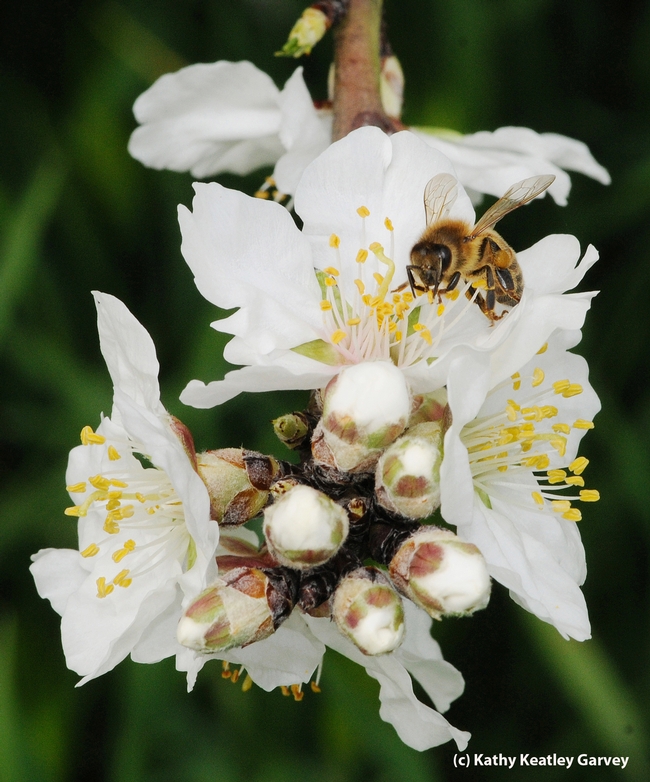 Honey bee foraging on an almond blossom. (Photo by Kathy Keatley Garvey)