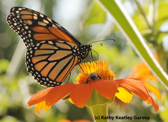 Monarch butterflly shares a Tithonia (Mexican sunflower) with a honey bee at the Haagen Dazs Honey Bee Haven, UC Davis, last summer.  (Photo by Kathy Keatley Garvey)