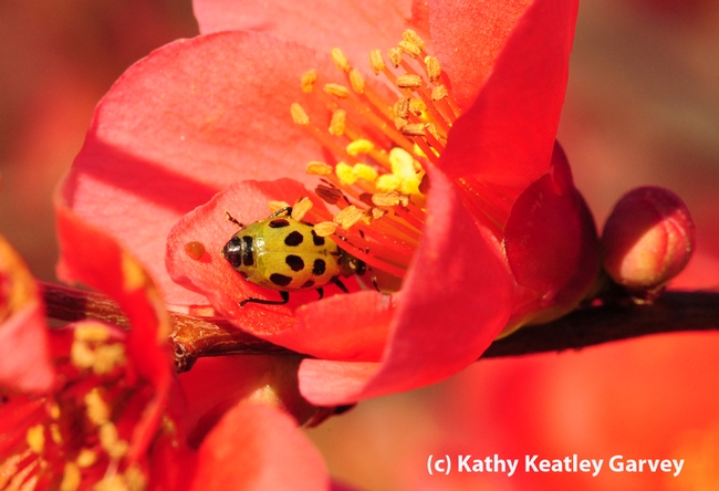 Spotted cucumber beetle inside flowering quince blossom. (Photo by Kathy Keatley Garvey)