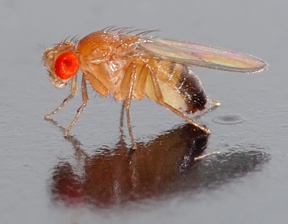 Drosophila melanogaster. Wikipedia image by André Karwath.