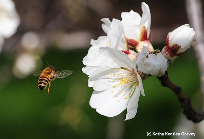 Honey bee heading toward almonds blossoms on Bee Biology Road, UC Davis. (Photo by Kathy Keatley Garvey)