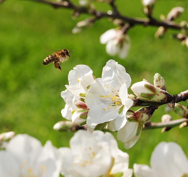Honey bee, packing pollen, in mid-flight. (Photo by Kathy Keatley Garvey)
