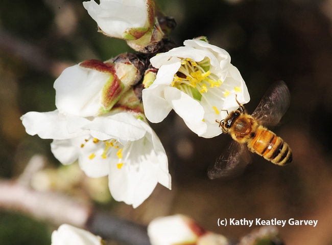 A blur of bee wings.  (Photo by Kathy Keatley Garvey)