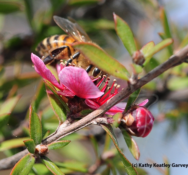 Honey bee on a New Zealand tea tree, Leptospermum scoparium keatleyi. (Photo by Kathy Keatley Garvey)