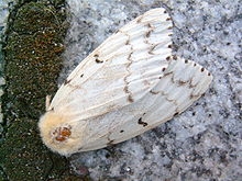 Female adult gypsy moth. (Courtesy of Wikipedia)