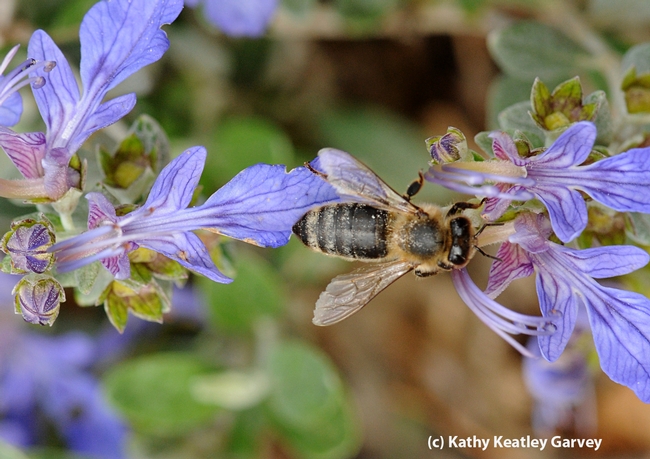 A honey bee navigating an azure bush germander. (Photo by Kathy Keatley Garvey)