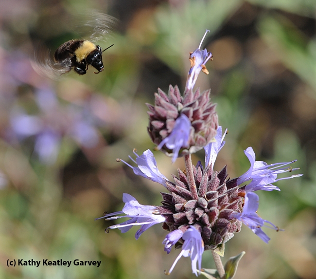 Black-faced bumble bee, Bombus californicus, heads for Cleveland sage, Salvia clevelandii. (Photo by Kathy Keatley Garvey)