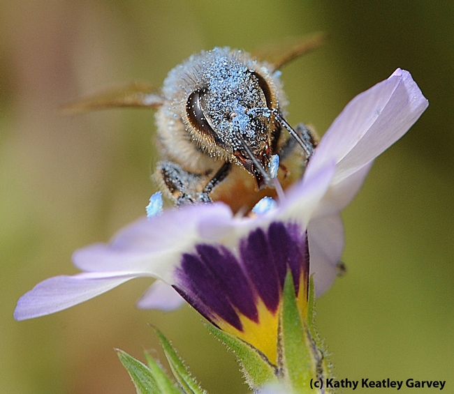 Blue pollen from a bird's eye blossom covers a honey bee. (Photo by Kathy Keatley Garvey)