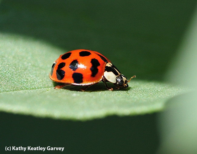 A lady beetle, aka ladybug, prowling on a fava bean leaf. (Photo by Kathy Keatley Garvey)