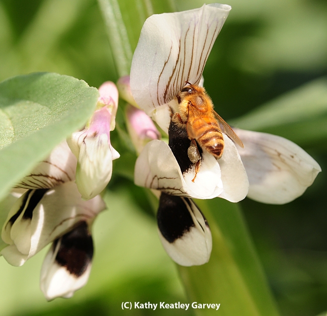 Honey bee foraging on a fava bean blossom. (Photo by Kathy Keatley Garvey)