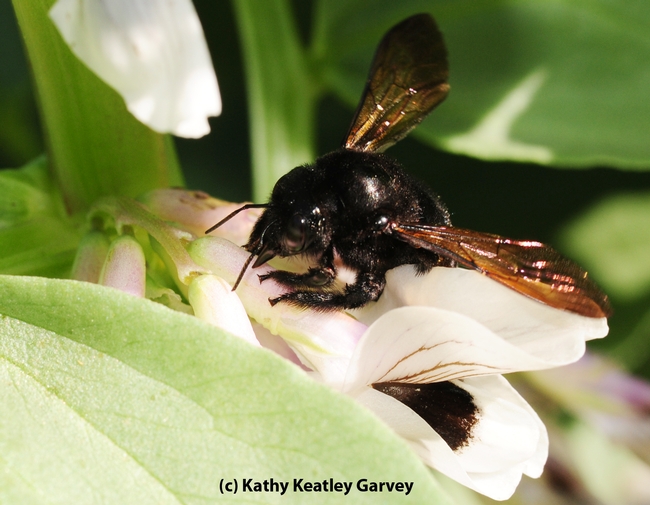 Female Valley carpenter bee robbing nectar by slitting the corolla. (Photo by Kathy Keatley Garvey)