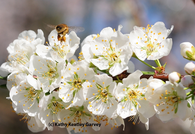 Pollen-packing honey bee heading home. (Photo by Kathy Keatley Garvey)