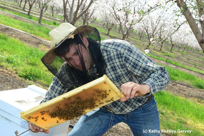 Beekeeper Billy Synk checks the productivity. (Photo by Kathy Keatley Garvey)
