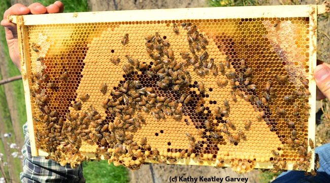 Checking out the bees. (Photo by Kathy Keatley Garvey)