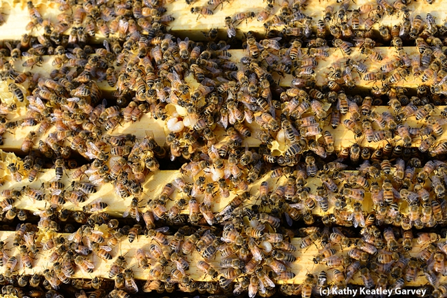 Close-up of the Laidlaw research bees. (Photo by Kathy Keatley Garvey)
