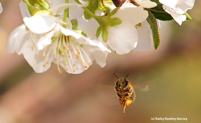Honey bee adjusts her load.  (Photo by Kathy Keatley Garvey)