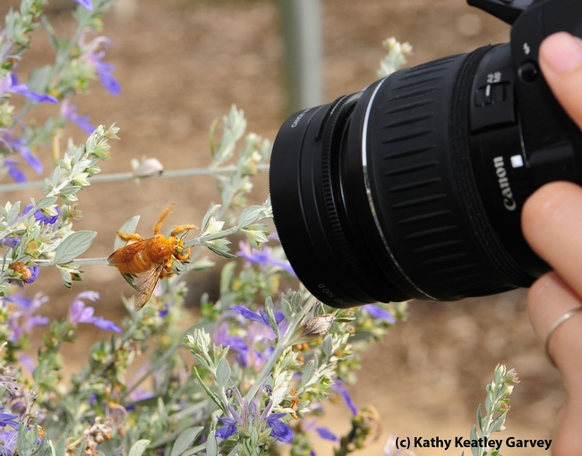 Close-up of the bee and the camera lens. (Photo by Kathy Keatley Garvey)