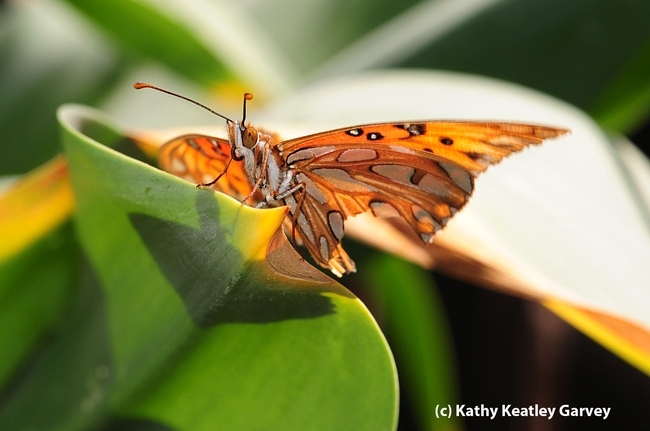 Gulf Fritillary butterfly touches down on the leaves of an Amaryllis, aka naked lady. (Photo by Kathy Keatley Garvey)