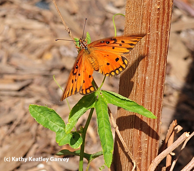 Gulf Fritillary checks out the leaves of a passion flower plant. (Photo by Kathy Keatley Garvey)