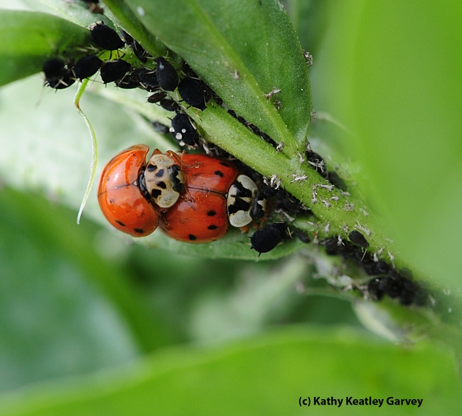 Ladybugs mating; the female continues to munch aphids. (Photo by Kathy Keatley Garvey)