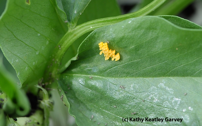 Close-up shot of ladybug eggs. (Photo by Kathy Keatley Garvey)