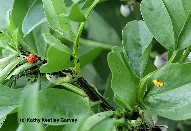 Panoramic view of ladybugs, aphids, and ladybug eggs. (Photo by Kathy Keatley Garvey)
