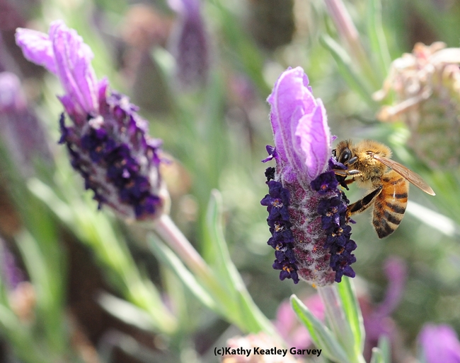 Honey bee nectaring Spanish lavender. (Photo by Kathy Keatley Garvey)