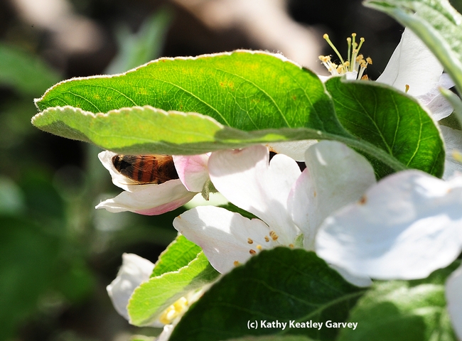 A honey bee tucked in her blanket of blossoms. (Photo by Kathy Keatley Garvey)