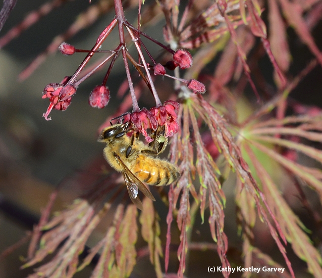Close-up of honey bee foraging on a Japanese maple. (Photo by Kathy Keatley Garvey)