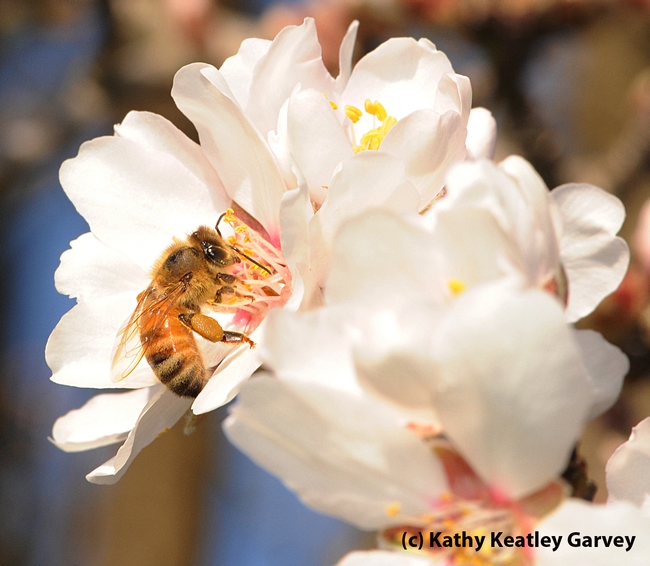 Close-up of honey bee on an almond blossom. (Photo by Kathy Keatley Garvey)