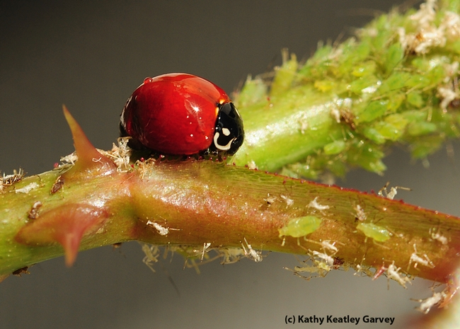 A gorged ladybug has just polished off a row of aphids. (Photo by Kathy Keatley Garvey)