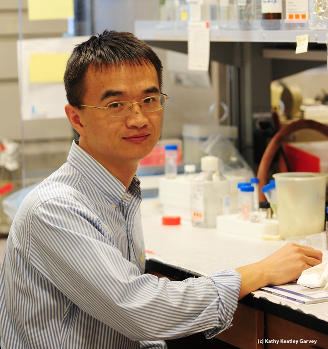 UC Davis postdoctoral researcher Zuodong Zhang. (Photo by Kathy Keatley Garvey)
