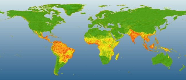 Global dengue risk. Areas in red indicate high risk for dengue occurrence while green areas indicate low risk. (Map courtesy of Jane Messina)