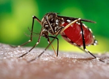 Dengue mosquito, Aedes aegypti. (Photo courtesy of CDC)