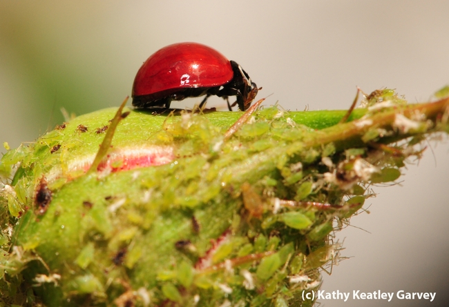 How do beneficial insects such as lady beetles utilize the landscape? Claudio Gratton will explain how in his April 10 lecture. (Photo by Kathy Keatley Garvey)