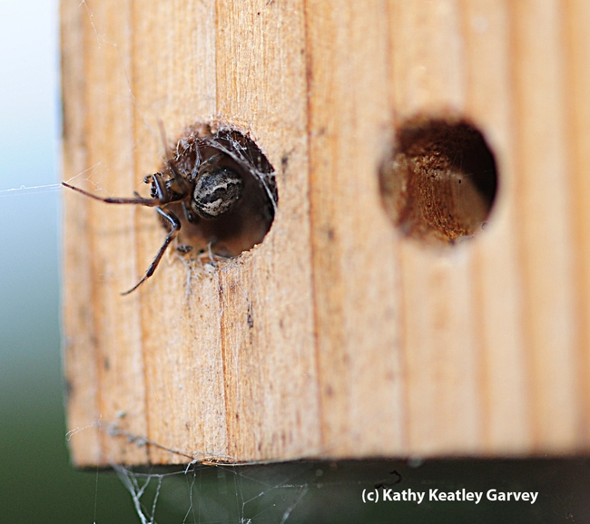 Close-up of webweaving spider occupying space in the bee condo. (Photo by Kathy Keatley Garvey)