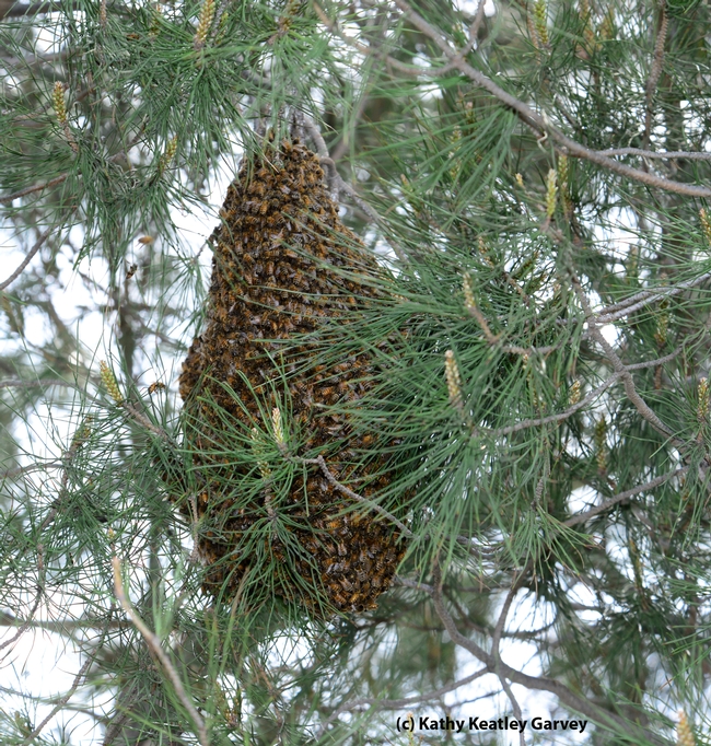 If this cluster were in southern California, these could be Africanized bees. (Photo by Kathy Keatley Garvey)