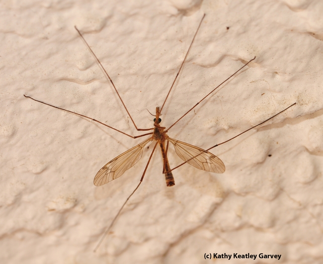 From above, the crane fly looks like all legs. (Photo by Kathy Keatley Garvey)