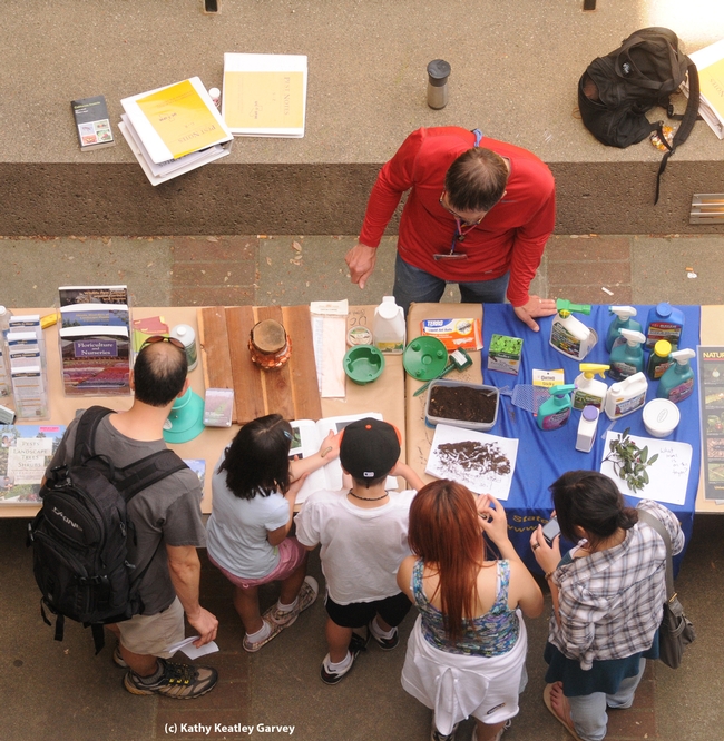 Principal editor/entomologist Steve Dreistadt of UC IPM explains insects to visitors. (Photo by Kathy Keatley Garvey)