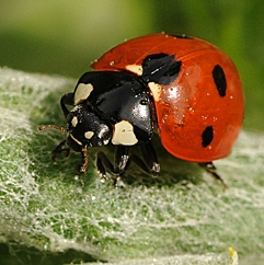 Ladybugs will be given away to children. (Photo by Kathy Keatley Garvey)