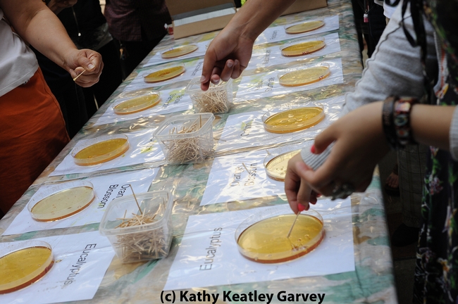 Honey-tasting is a popular activity at Briggs Hall during the UC Davis Picnic Day. (Photo by Kathy Keatley Garvey)