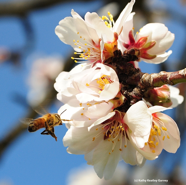 Honey bee heading toward almond blossom. Almond blossom honey will be one of the honeys to be sampled at the UC Davis Picnic Day. (Photo by Kathy Keatley Garvey)