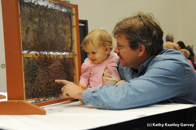 Beekeeper Brian Fishback of Wilton shows his daughter, Emily, a bee observation hive. (Photo by Kathy Keatley Garvey)