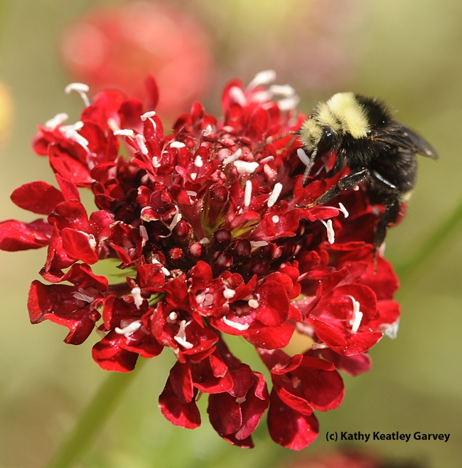 Yellow-faced bumble bee, Bombus vosnesenskii, on Scabiosa. (Photo by Kathy Keatley Garvey)