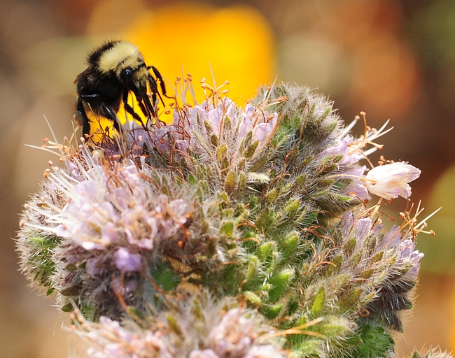 Bumble bee, Bombus vandykei,  foraging on phacelia. (Photo by Kathy Keatley Garvey)