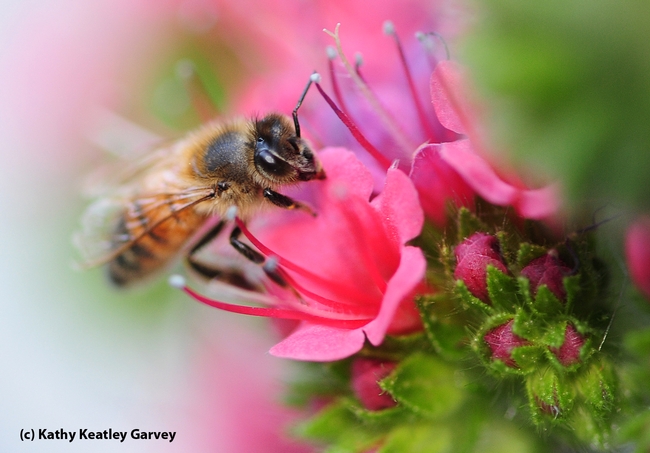 Almost like a painting, this photo of a honey bee contributes to the softer side of life. (Photo by Kathy Keatley Garvey)