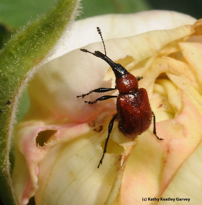 This is what you don't want to see on your rose: rose curculio or rose weevil. You can ask questions about pests at the rose event. (Photo by Kathy Keatley Garvey)