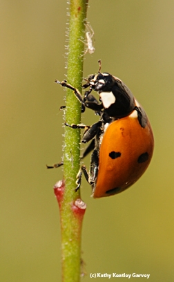 Ladybugs will keep the aphid population down. (Photo by Kathy Keatley Garvey)