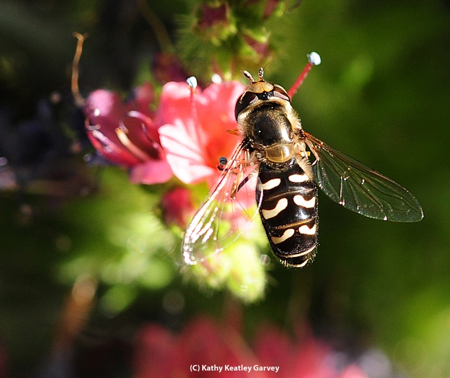 Syrphid sparkles in the early morning sun. (Photo by Kathy Keatley Garvey)