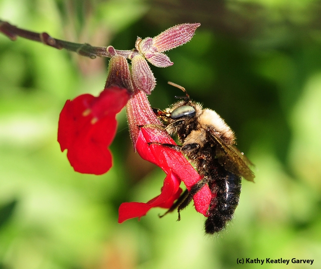 Carpenter bee, Xylocopa  tabaniformis orpifex, robbing nectar from salvia. (Photo by Kathy Keatley Garvey)